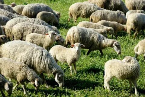 Halil Usta Kurbancılık